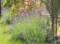lavender20143.JPG