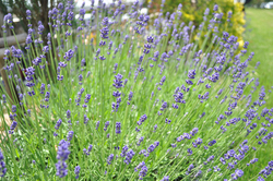 lavender_DSC_0001.jpg